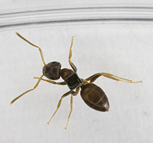 PBB Ants